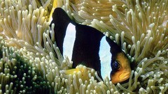 Sea nature Animals ocean underwater sea anemones fish tank 