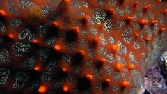 Sea nature Animals ocean underwater sea anemones fish tank 