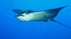 Sea nature Animals ocean underwater sea anemones fish tank 