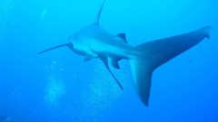 Sea nature Animals ocean underwater sea anemones fish tank 