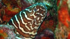 Sea nature Animals ocean underwater sea anemones fish tank 