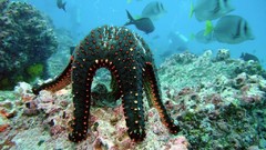 Sea nature Animals ocean underwater sea anemones fish tank 