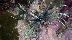 Sea nature Animals ocean underwater sea anemones fish tank 