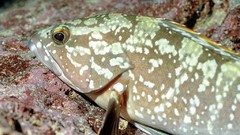 Sea nature Animals ocean underwater sea anemones fish tank 