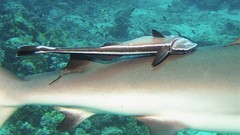 Sea nature Animals ocean underwater sea anemones fish tank 