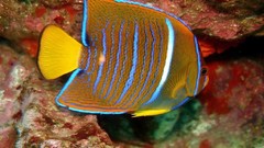 Sea nature Animals ocean underwater sea anemones fish tank 