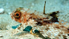 Sea nature Animals ocean underwater sea anemones fish tank 