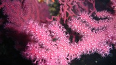 Sea nature Animals ocean underwater sea anemones fish tank