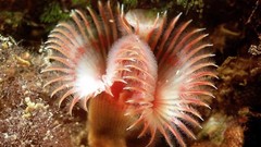 Sea nature Animals ocean underwater sea anemones fish tank 