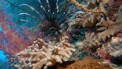 Sea nature Animals ocean underwater sea anemones fish tank 