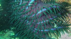 Sea nature Animals ocean underwater sea anemones fish tank 