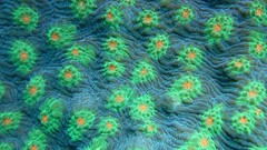 Sea nature Animals ocean underwater sea anemones fish tank 