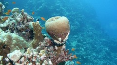 Sea nature Animals ocean underwater sea anemones fish tank 