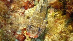 Sea nature Animals ocean underwater sea anemones fish tank 