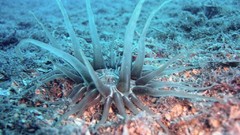 Sea nature Animals ocean underwater sea anemones fish tank 
