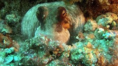 Sea nature Animals ocean underwater sea anemones fish tank 