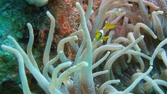 Sea nature Animals ocean underwater sea anemones fish tank 