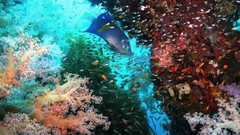 Sea nature Animals ocean underwater sea anemones fish tank 