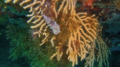 Sea nature Animals ocean underwater sea anemones fish tank 