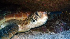 Sea nature Animals ocean underwater sea anemones fish tank 