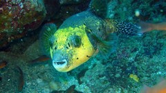 Sea nature Animals ocean underwater sea anemones fish tank 