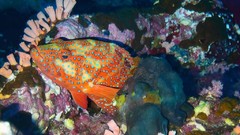 Sea nature Animals ocean underwater sea anemones fish tank 