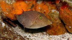 Sea nature Animals ocean underwater sea anemones fish tank 