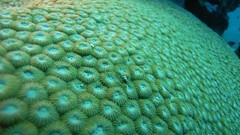Sea nature Animals ocean underwater sea anemones fish tank 