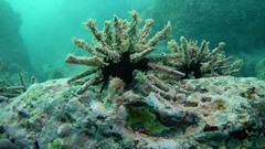 Sea nature Animals ocean underwater sea anemones fish tank