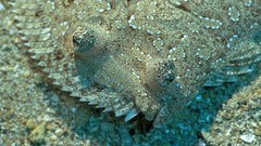 Sea nature Animals ocean underwater sea anemones fish tank 