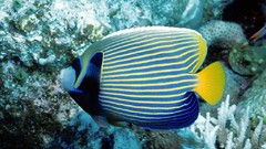 Sea nature Animals ocean underwater sea anemones fish tank 