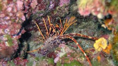 Sea nature Animals ocean underwater sea anemones fish tank 