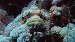 Sea nature Animals ocean underwater sea anemones fish tank 