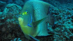 Sea nature Animals ocean underwater sea anemones fish tank 