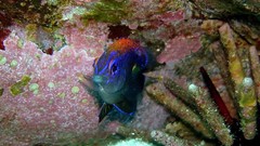 Sea nature Animals ocean underwater sea anemones fish tank 