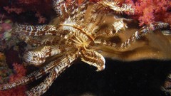 Sea nature Animals ocean underwater sea anemones fish tank 