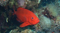 Sea nature Animals ocean underwater sea anemones fish tank 