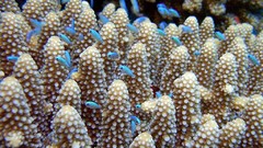 Sea nature Animals ocean underwater sea anemones fish tank 