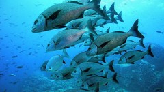 Sea nature Animals ocean underwater sea anemones fish tank 