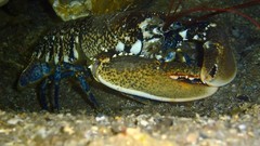 Sea nature Animals ocean underwater sea anemones Lobsters fish 