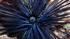 Sea nature Animals ocean underwater sea urchins