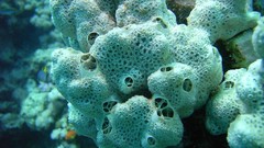 Sea nature Animals ocean underwater sponges sea anemones fish 