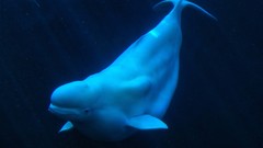 Sea nature Animals ocean Whales underwater beluga whales
