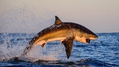 Sea nature Animals Sharks South Africa splashes national 