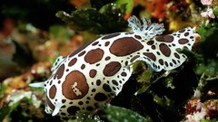Sea nature Animals underwater Nudibranchia sea slugs