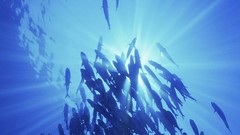 Sea nature Animals water blue fish