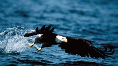 Sea nature Animals water Eagles