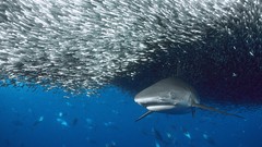Sea nature Animals water ocean fish Sharks