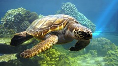 Sea nature Animals water turtles coral reef
