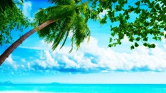 Sea nature Beaches tropical